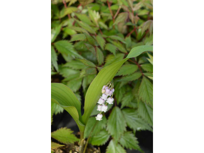 Convallaria majalis