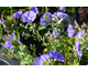 Convolvulus sabatius Manati Deep Blue