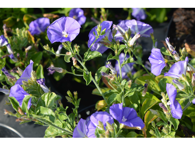 Convolvulus sabatius