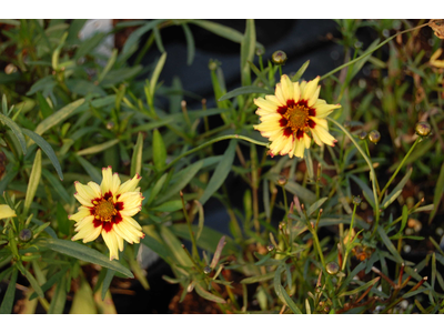 Coreopsis