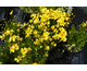 Coreopsis Citrine ®