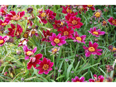 Coreopsis