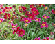 Coreopsis Cranberry Ice ®