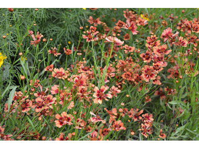 Coreopsis