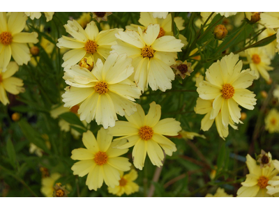 Coreopsis