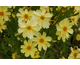 Coreopsis