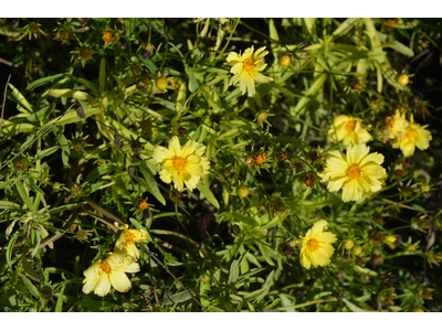 Coreopsis