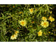 Coreopsis