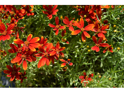 Coreopsis