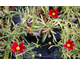 Coreopsis Mercury Rising ®