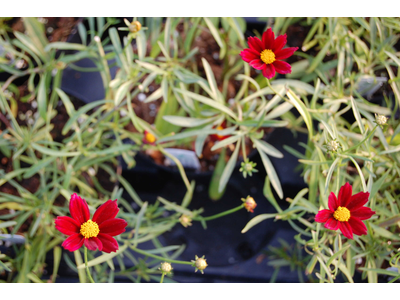 Coreopsis