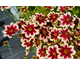 Coreopsis Ruby Frost ®