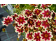 Coreopsis