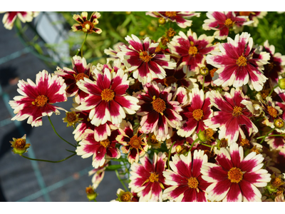 Coreopsis