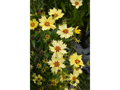 Coreopsis