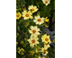 Coreopsis Solar Moon