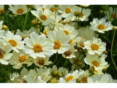 Coreopsis