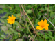 Coreopsis auriculata f. nana Elfin Gold