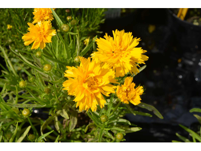 Coreopsis grandiflora