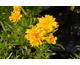 Coreopsis grandiflora Double the Sun