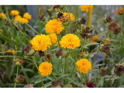 Coreopsis grandiflora