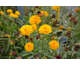 Coreopsis grandiflora Golden Globe