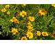 Coreopsis grandiflora  Heliot