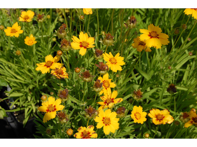 Coreopsis grandiflora 