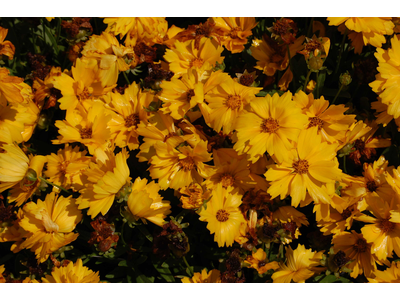 Coreopsis grandiflora 