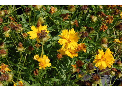 Coreopsis grandiflora