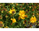 Coreopsis grandiflora Santa Fe