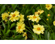 Coreopsis grandiflora Solanna Golden Crown ®
