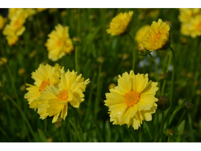 Coreopsis