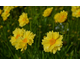 Coreopsis Solar Dance ®