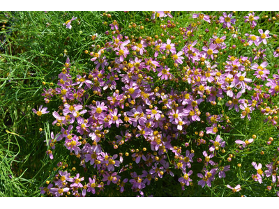 Coreopsis rosea