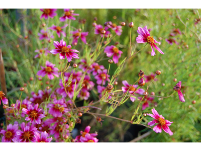Coreopsis rosea