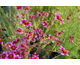 Coreopsis rosea Heaven's Gate ®