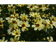 Coreopsis verticillata