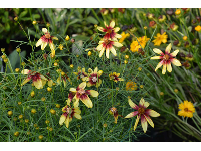 Coreopsis verticillata