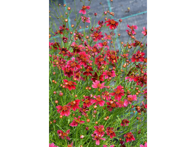 Coreopsis verticillata