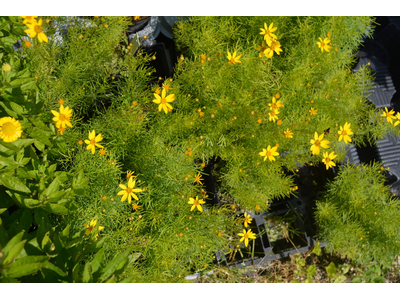 Coreopsis verticillata