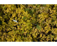 Corydalis