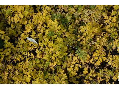 Corydalis