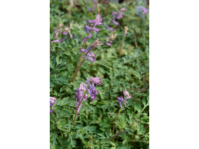 Corydalis