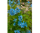 Corydalis Craigton Blue