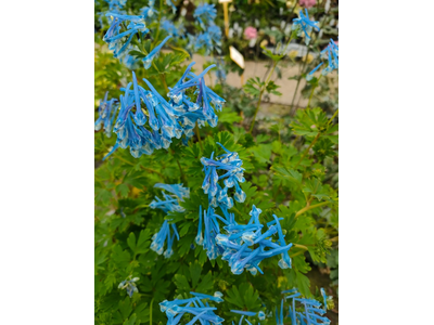 Corydalis