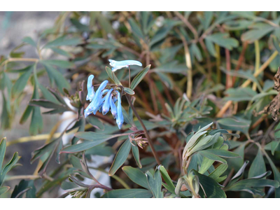 Corydalis flexuosa