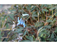 Corydalis flexuosa Porcelain Blue ®