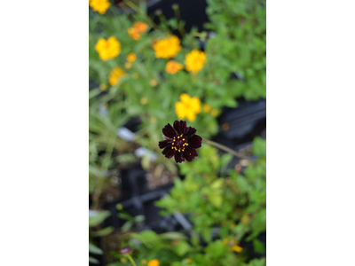 Cosmos atrosanguineus