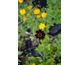 Cosmos atrosanguineus Black Magic